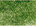 cedar green